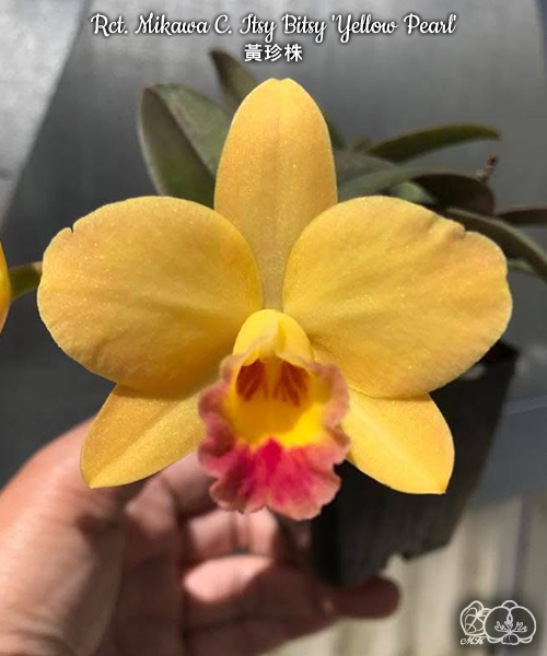 美琪園藝Miki Orchid - 批發專區